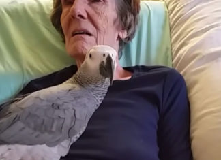 Dying woman says final goodbye to her parrot: The bird’s instant reaction leaves us in tears
