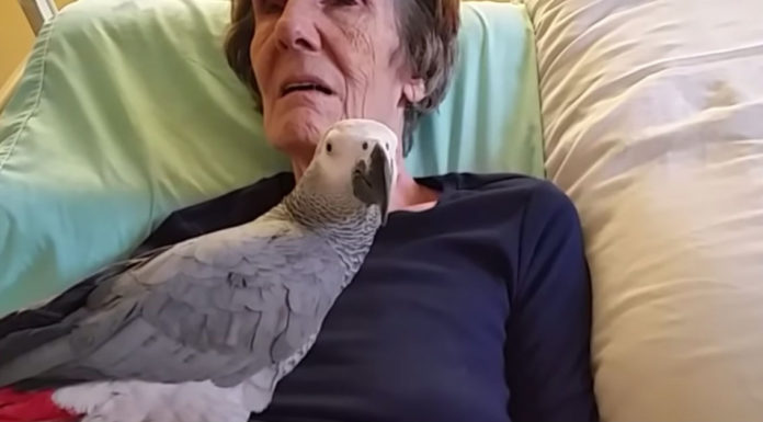 Dying woman says final goodbye to her parrot: The bird’s instant reaction leaves us in tears