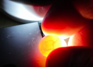 Man Finds Smallest Bird Egg He Has Ever Seen And Brings It To Life