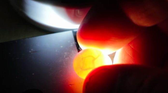 Man Finds Smallest Bird Egg He Has Ever Seen And Brings It To Life