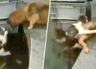 Hero Dog Saves Cat from Drowning in a Dramatic Rescue