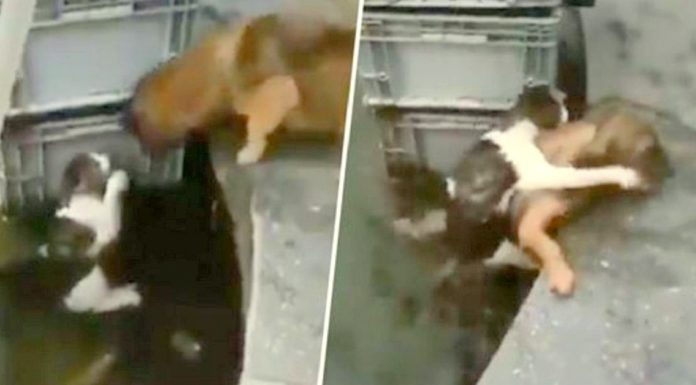 Hero Dog Saves Cat from Drowning in a Dramatic Rescue