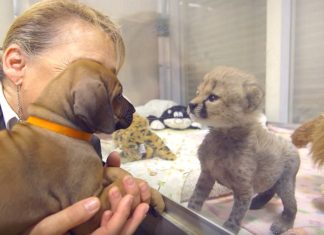 Dog and Cheetah befriend while babies, now two years later they still won’t leave each other’s side