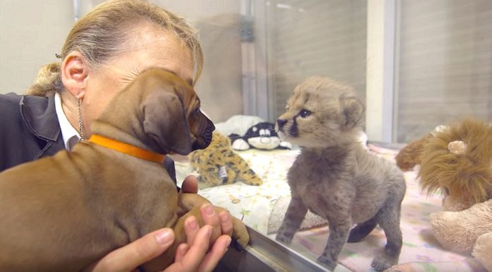Dog and Cheetah befriend while babies, now two years later they still won’t leave each other’s side
