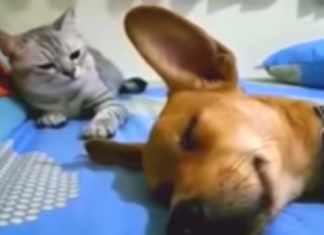 Dog farts in his sleep, cat’s reaction to the sound has the Internet cracking up