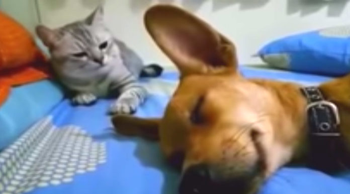 Dog farts in his sleep, cat’s reaction to the sound has the Internet cracking up