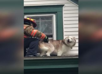 Husky Stuck on Rooftop Gives His Rescuer the Cutest “Thank You” Ever