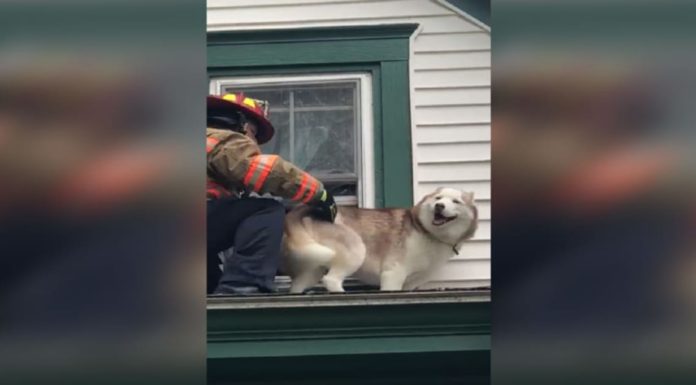 Husky Stuck on Rooftop Gives His Rescuer the Cutest “Thank You” Ever