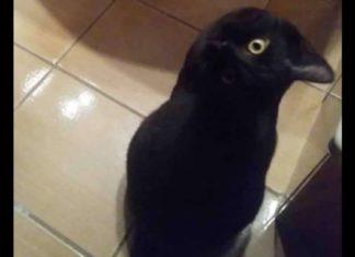 Most people see a black crow in this picture – but can you find what’s really there?