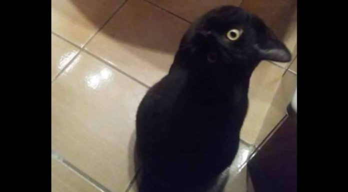 Most people see a black crow in this picture – but can you find what’s really there?