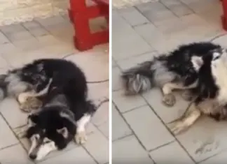 Lost Dog Has Identity Confirmed When He Starts Singing His Favorite Song