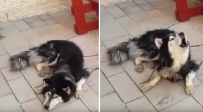 Lost Dog Has Identity Confirmed When He Starts Singing His Favorite Song