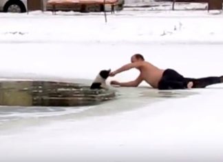 Dog drowning in frozen pond cries out for help, Then a hero takes off clothes and rushes onto ice