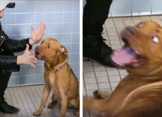 Magician Puts On a Show for Shelter Dogs, How They React Will Make You Go ‘Aww’