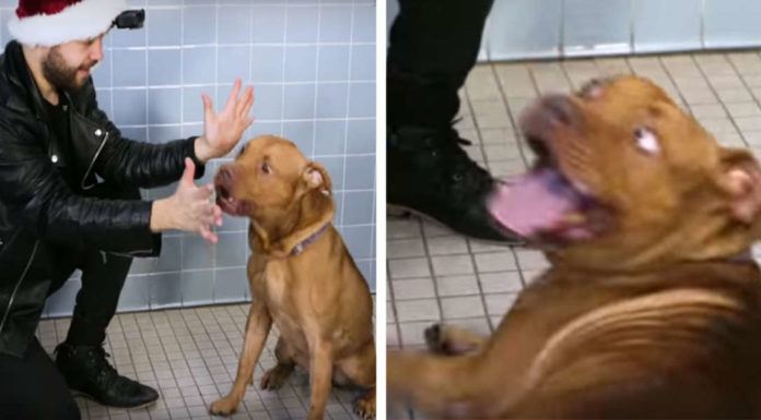 Magician Puts On a Show for Shelter Dogs, How They React Will Make You Go ‘Aww’