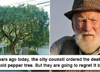 Funny story: Old man gets revenge on town that cut down his beloved tree