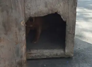 Boarded-Up Doghouse Was Found And Pried Open On Side Of The Road