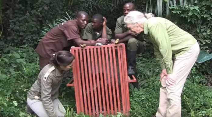 Chimp gives Jane Goodall emotional goodbye before release