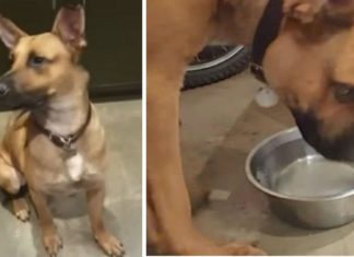 ‘Feral’ rescue dog becomes best friends with hummingbird