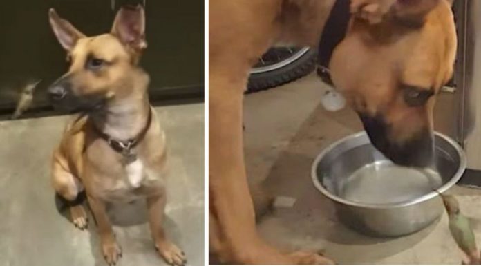 ‘Feral’ rescue dog becomes best friends with hummingbird