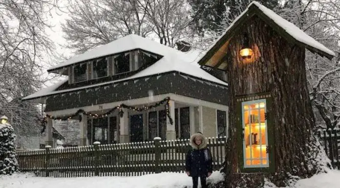 Woman Transforms Rotting Tree In Her Yard Into Charming Neighborhood Library