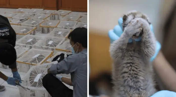 Rescuers stunned to find 79 slow lorises in boxes