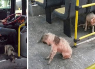 Bus driver breaks the rules by letting shivering dogs on board during heavy rain