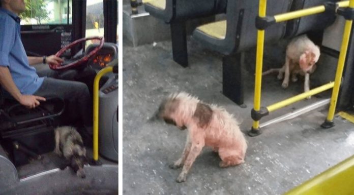 Bus driver breaks the rules by letting shivering dogs on board during heavy rain