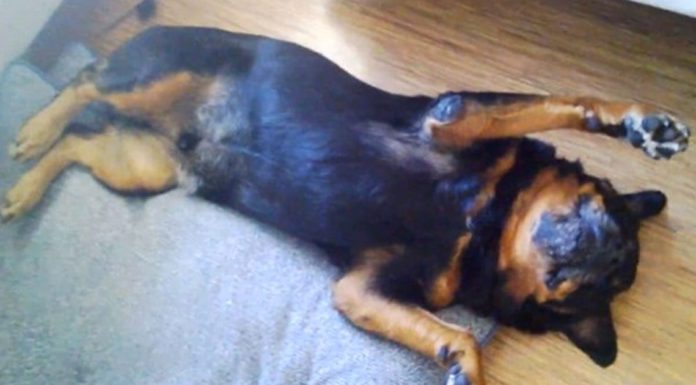 Rottweiler refuses to take his meds so he plays dead to get out of it