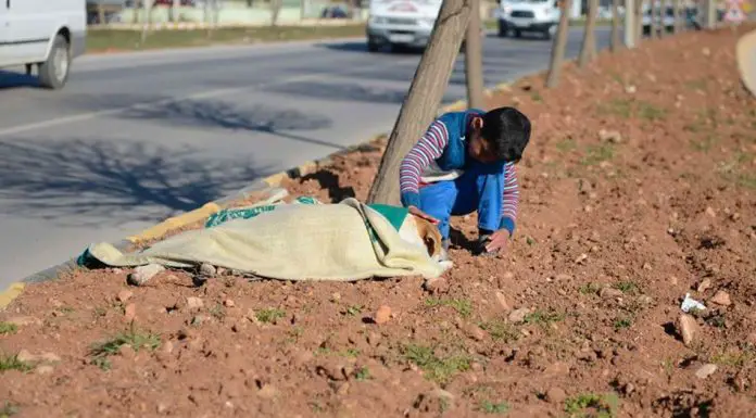 Little boy refuses to leave side of dog hit by car until help arrives – Then town honors him
