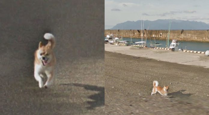 Dog Chases Google Street View Camera and ‘Ruins’ Every Frame