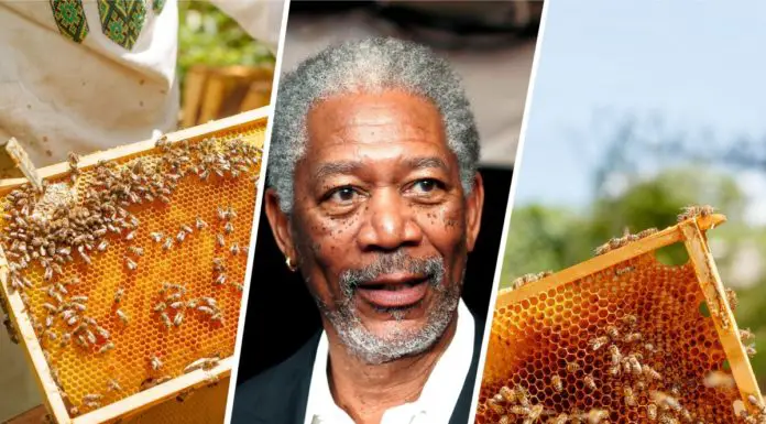 Morgan Freeman has converted his 124 acre ranch into a giant sanctuary to help save the bee population