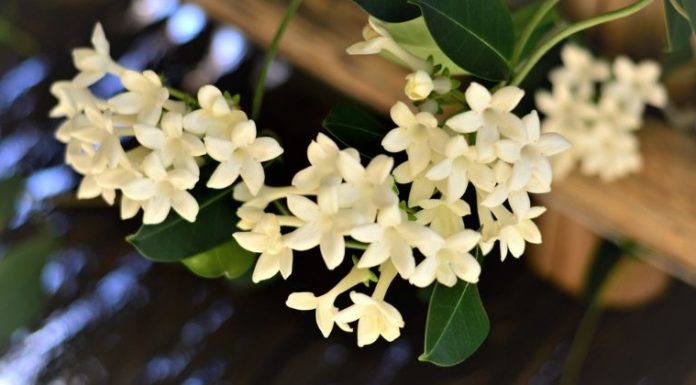 Keeping a jasmine plant in your room reduces anxiety, panic attacks and depression, says study