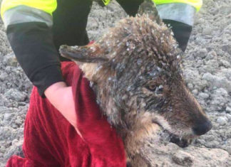 Men save dog from icy river – then realize it’s not dog at all