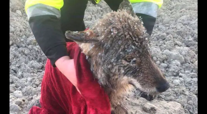Men save dog from icy river – then realize it’s not dog at all
