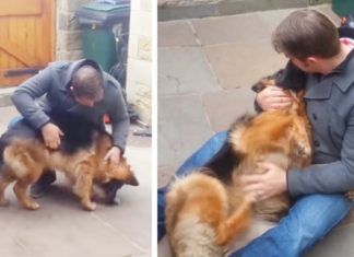 German Shepherd cries out of joy and collapses into her owner’s arms after months apart