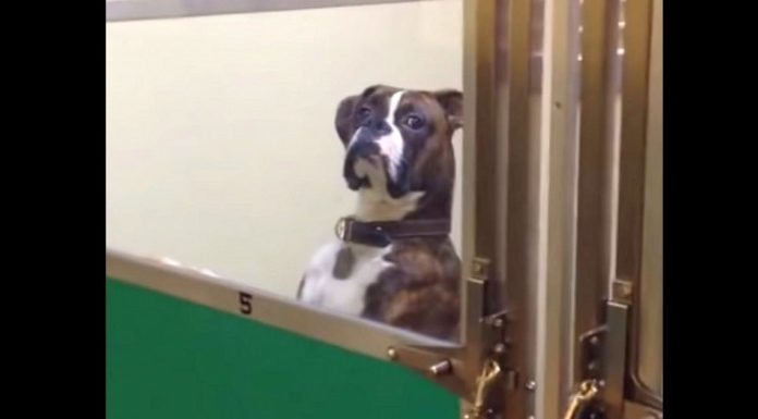 Dog Gives Owner The Side Eye At The Vet’s Office