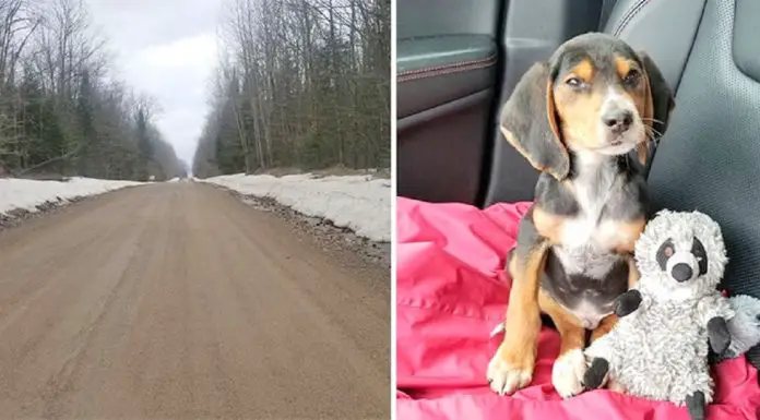 Puppy Dumped To Die In A Dumping Ground On Lonely Road, Rescue Leads To A Dark Story