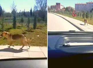 A Man Notices Stray Dog Carrying A Bowl Of Food And Decides To Follow Her