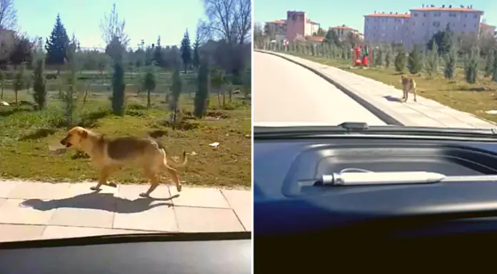 A Man Notices Stray Dog Carrying A Bowl Of Food And Decides To Follow Her