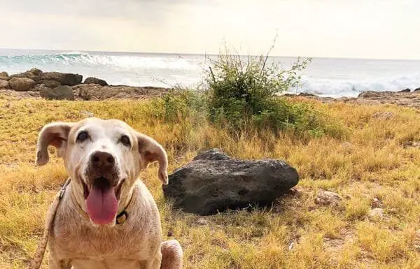 Senior Dog Adopted After Seven Years at Shelter Is Transformed by Family Life