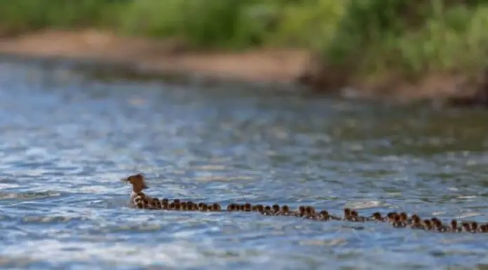 People can’t get enough of this video of “Super Mom” duck towing her 76 ducklings
