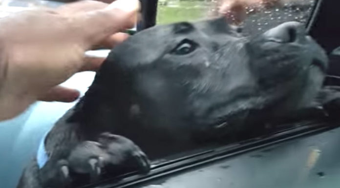 Hungry Stray Walks Up To Stranger’s Car, The Driver Makes The Mistake Of Offering Food