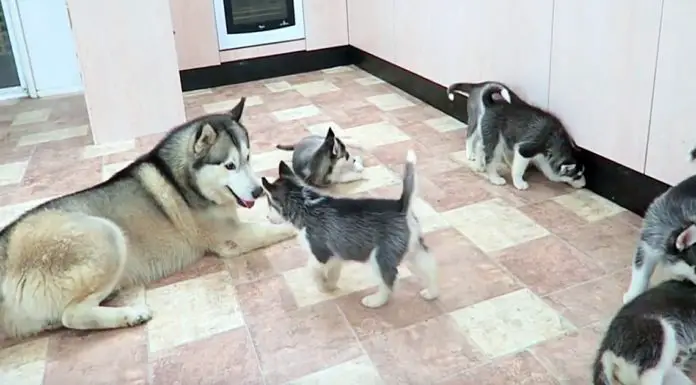 Rambunctious Husky Daddy Meets His 9 Pups For First Time – Outcome Doesn’t Disappoint