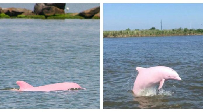Nearly Extinct Pink Dolphin Gives Birth To Pink Baby