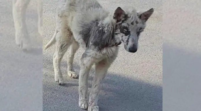 No One Imagined Stray On Death’s Door Could’ve Ended Up So Gorgeous