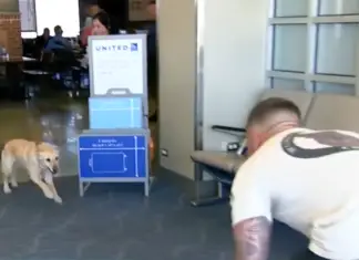 Soldier turns around to see his former military dog running right into his arms