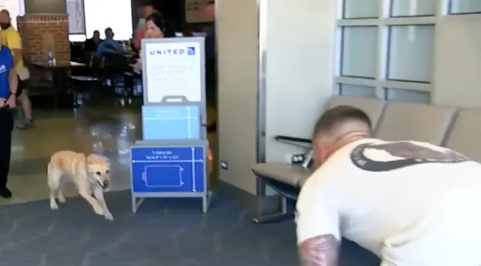 Soldier turns around to see his former military dog running right into his arms
