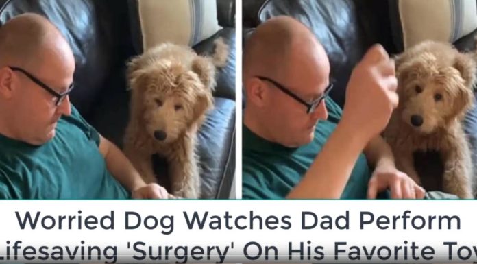 Dog’s Left Worried Sick As His Favorite Toy Undergoes ‘Surgery’