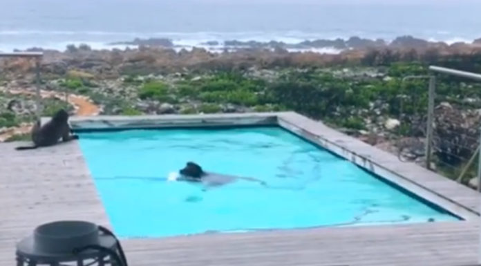 Man Looks Out Window To See Some Unexpected Guests Having A Blast In His Pool